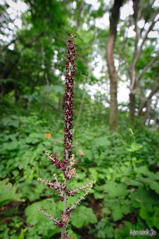 HSJ_0793.jpg