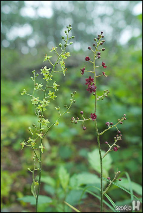 DSCF7670.jpg