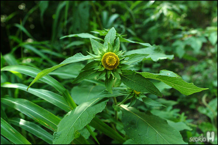 DSCF8288.jpg