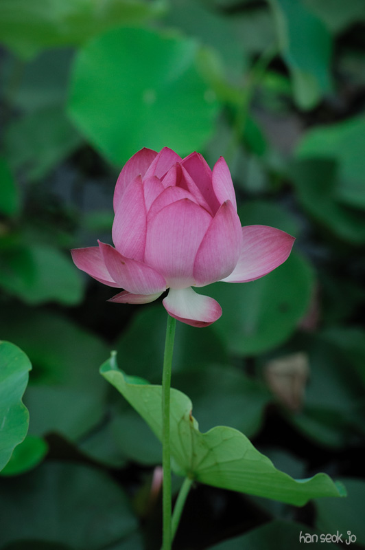 HSJ_2543.jpg