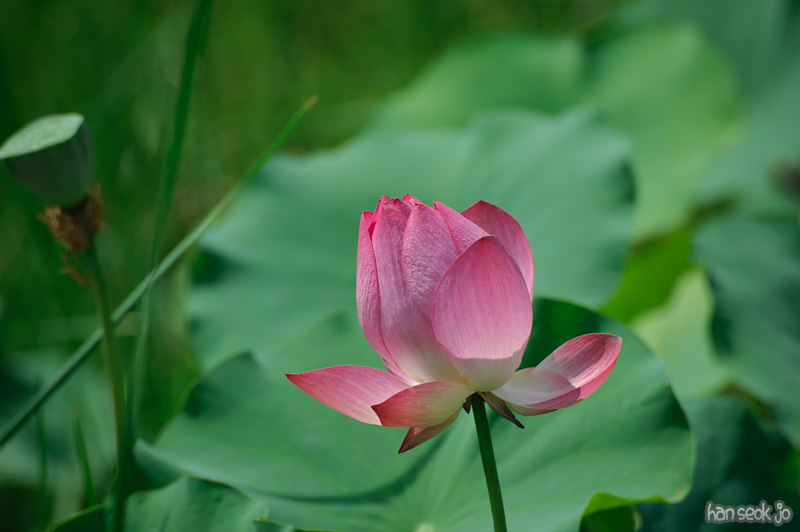 HSJ_0246.jpg