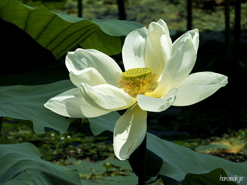DSCN1040.jpg