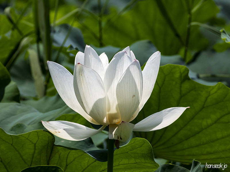 DSCN1084.jpg