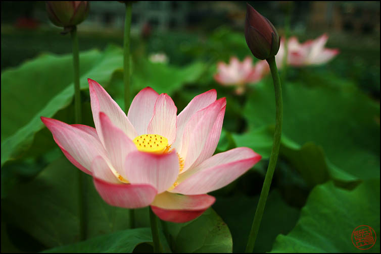 DSCF2793.jpg