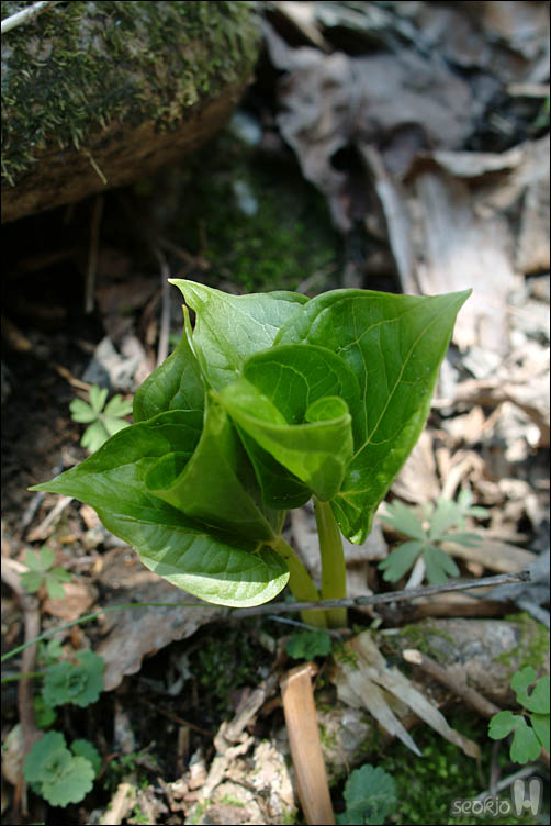 DSCF2557.jpg