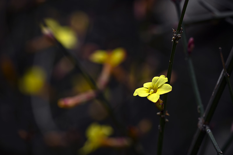DSC_1536.jpg