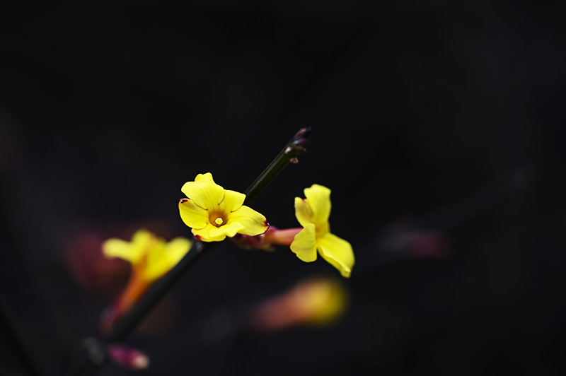 DSC_1532.jpg