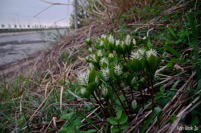 DSC_1295.jpg
