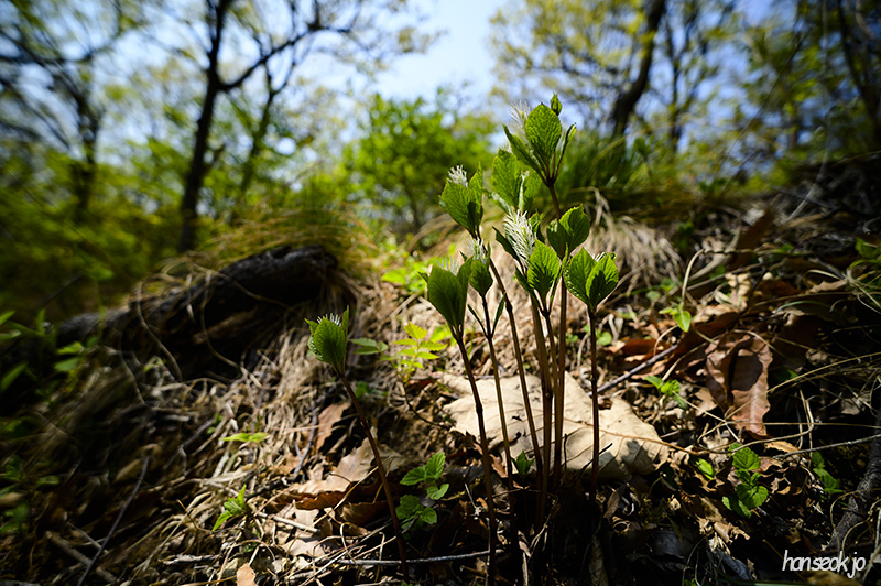 DSC_2317.jpg