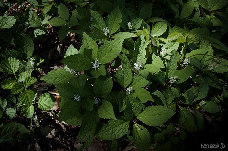 HSJ_4307.jpg