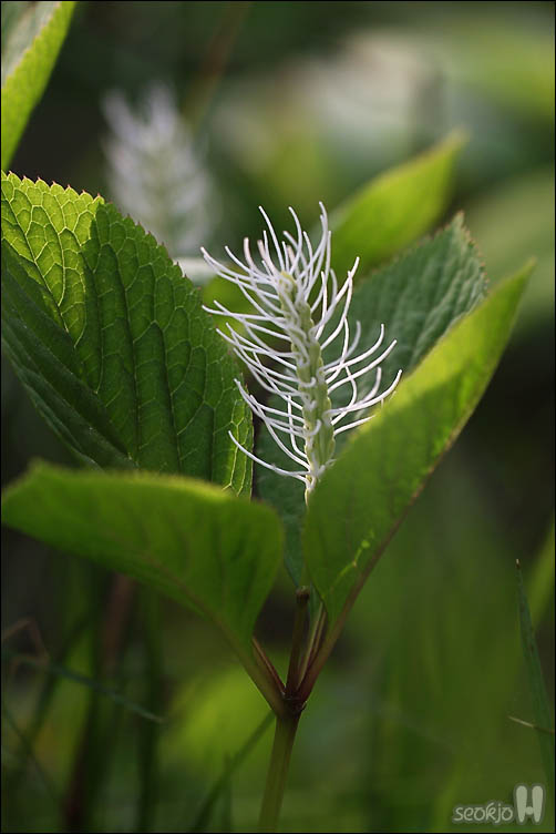 DSCF8479.jpg