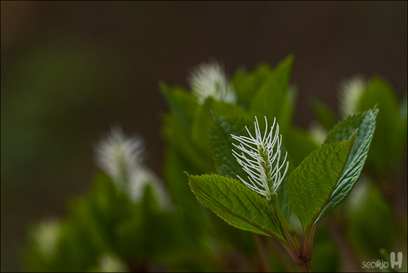 DSCF7975.jpg