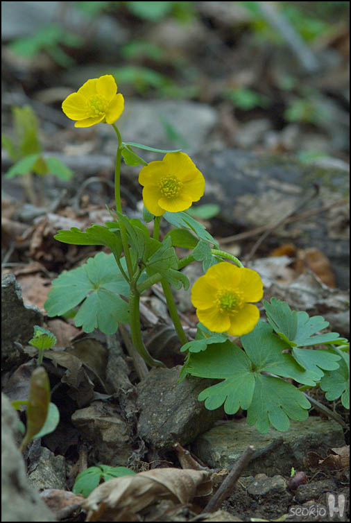 DSCF6372.jpg