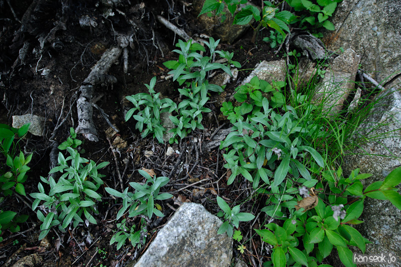 HSJ_0388.jpg