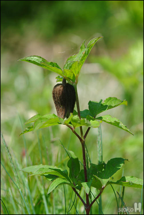 DSCF6815.jpg