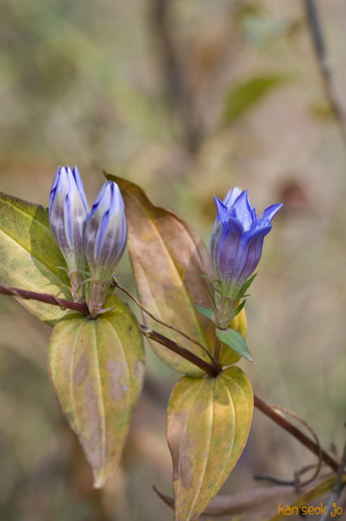 DSC_8641.jpg