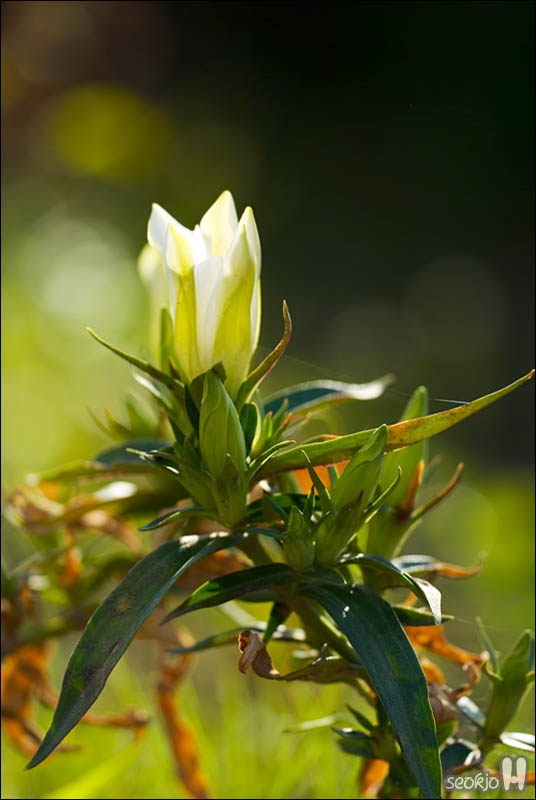 DSCF6335.jpg