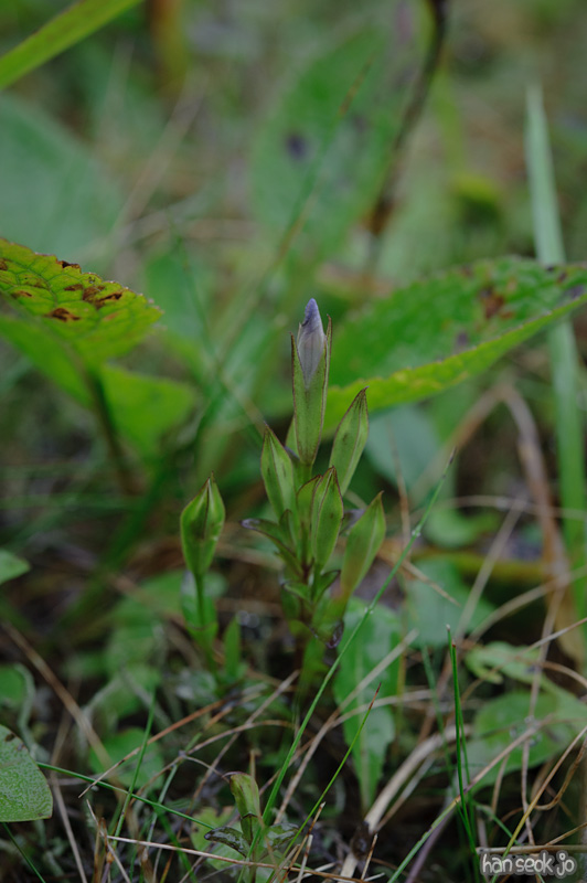 HSJ_0435.jpg