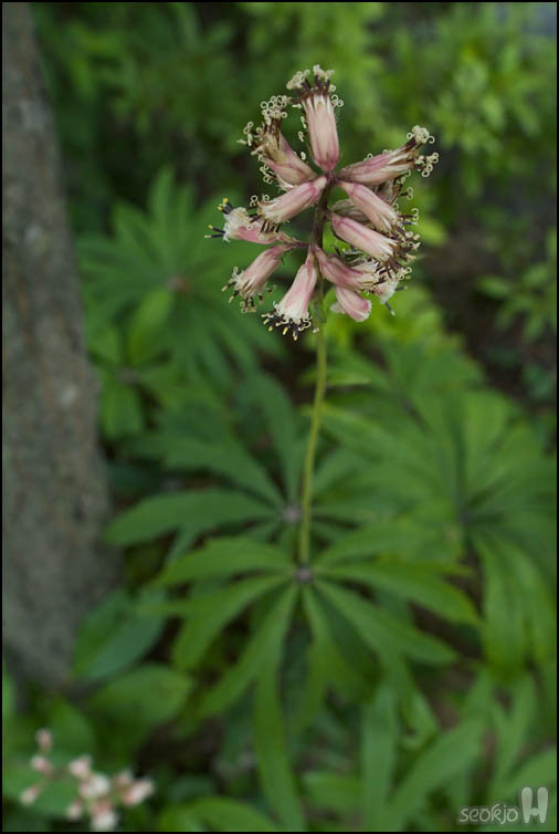 DSCF2077.jpg