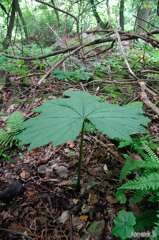DSC_7012.jpg