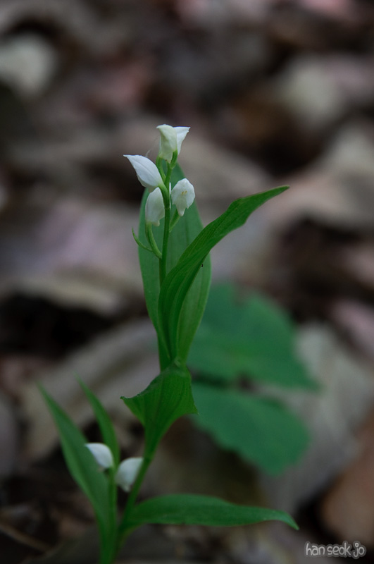 DSC_6336.jpg