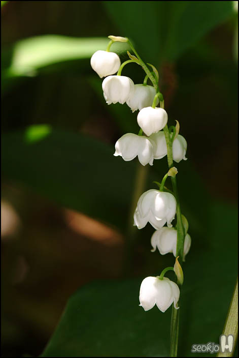 DSCF6642.jpg