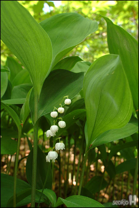 DSCF6643.jpg