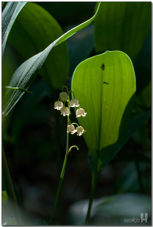 DSCF8354.jpg