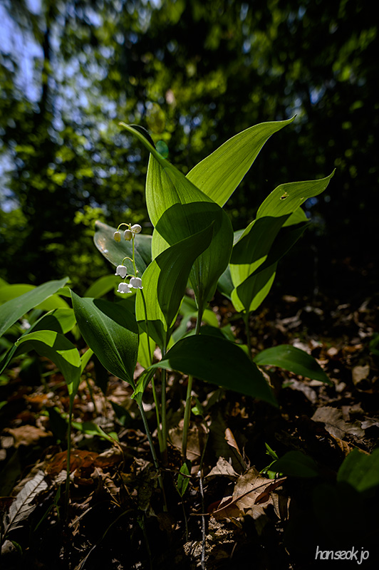 DSC_2562.jpg