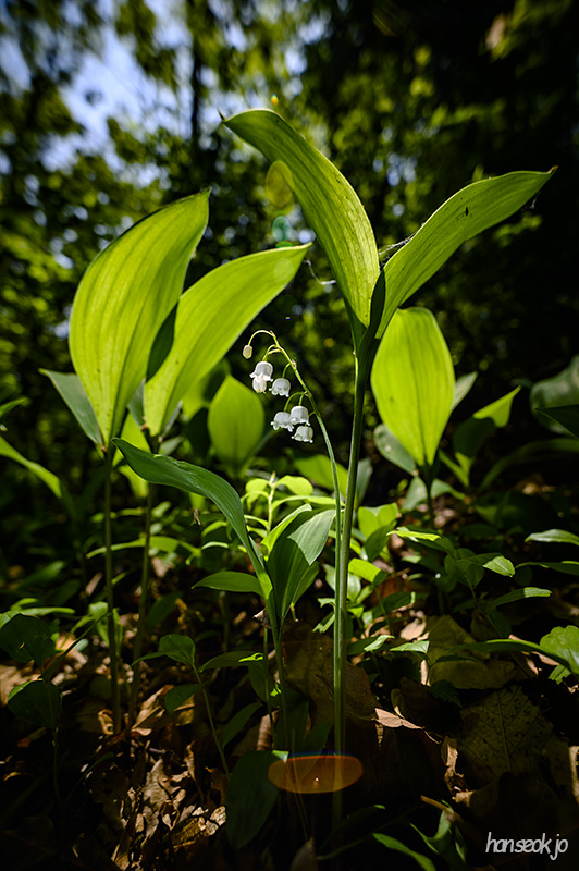 DSC_2566.jpg