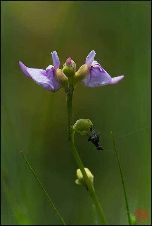 DSCF2755.jpg