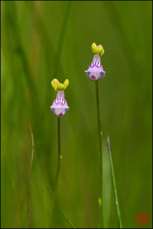 DSCF2783.jpg