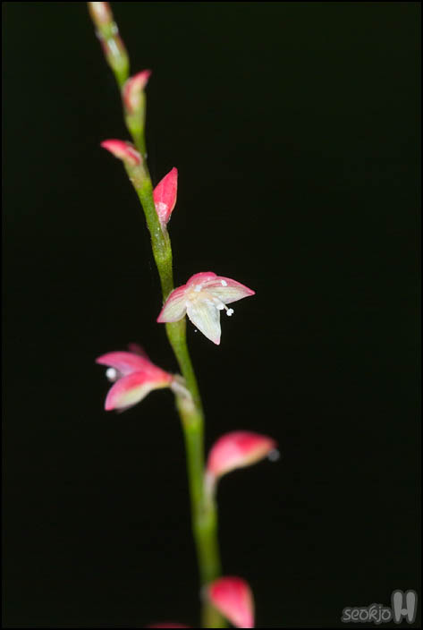 DSCF1706.jpg
