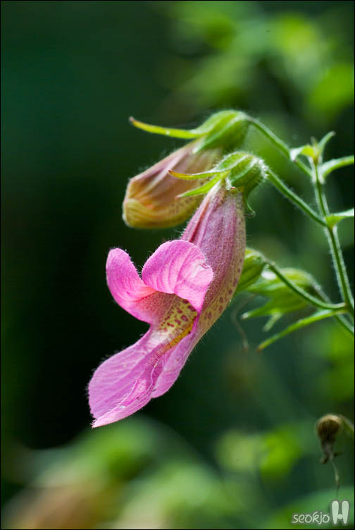 DSCF9957.jpg