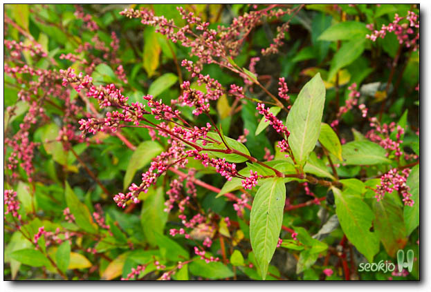 DSCF2709.jpg