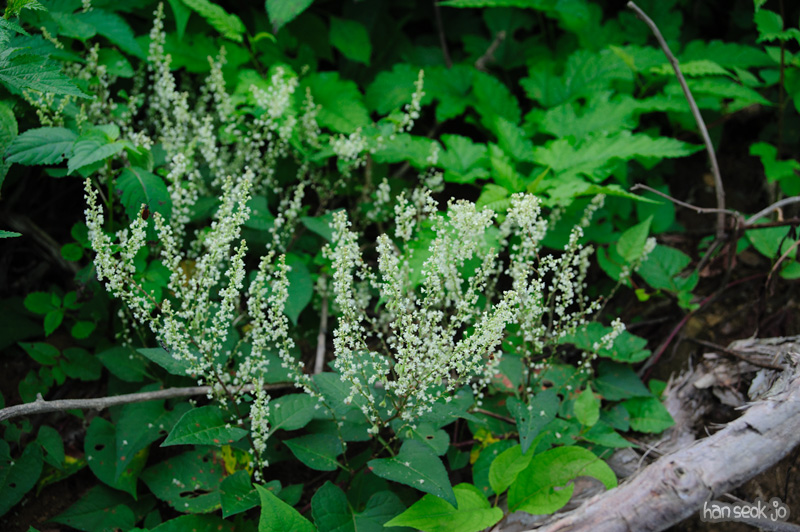 HSJ_0864.jpg