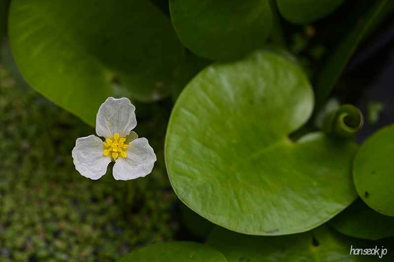 HAN_0650.jpg