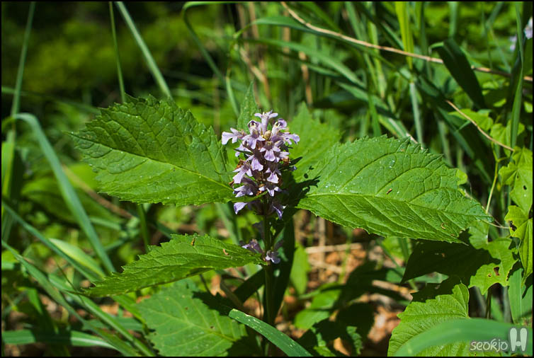 DSCF1692.jpg