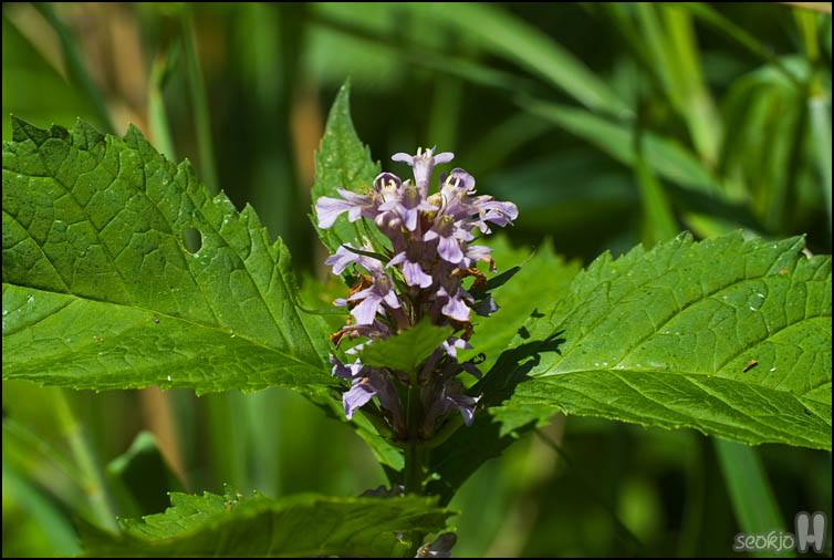 DSCF1693.jpg