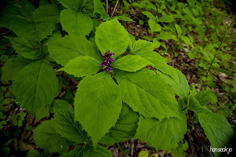 DSC_5105.jpg