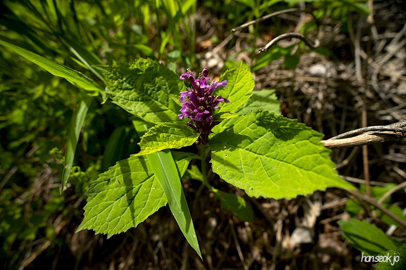 DSC_5108.jpg