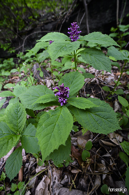 DSC_2619.jpg