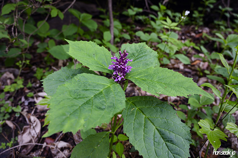 DSC_2618.jpg