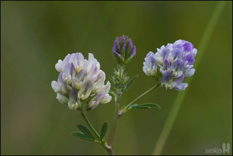 DSCF1673.jpg