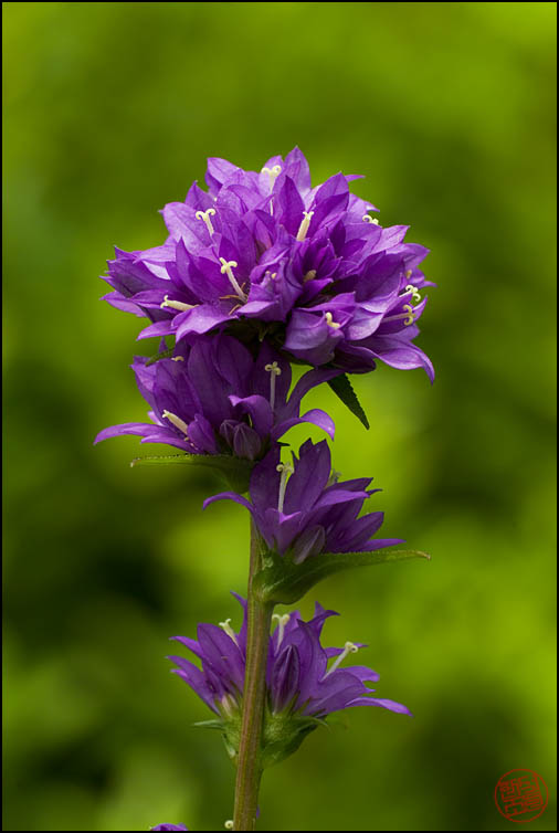 DSCF2663.jpg