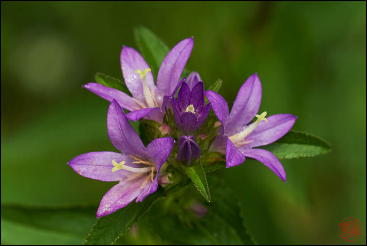 DSCF2666.jpg