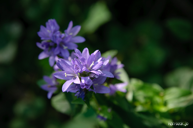 DSC_8079.jpg
