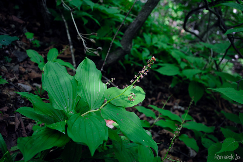 HSJ_0356.jpg