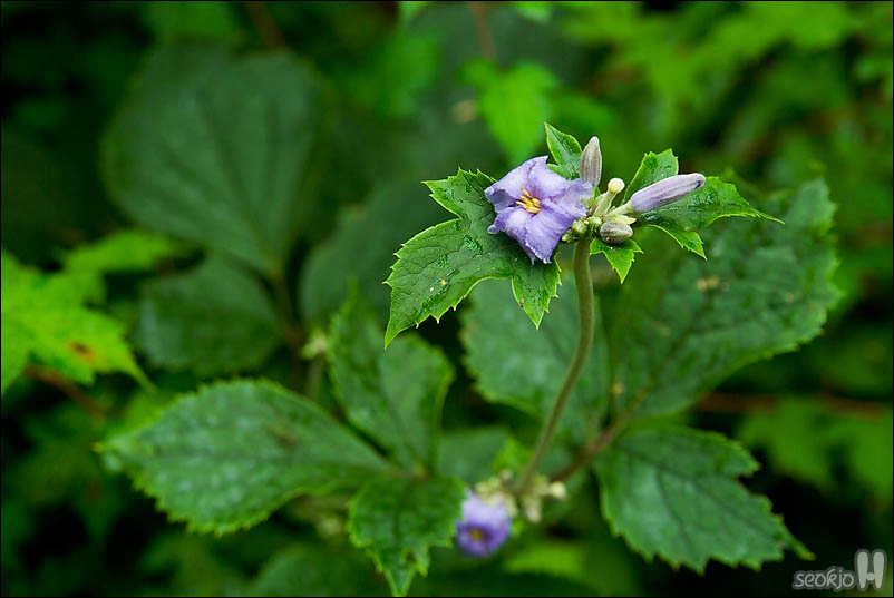 DSCF4516.jpg