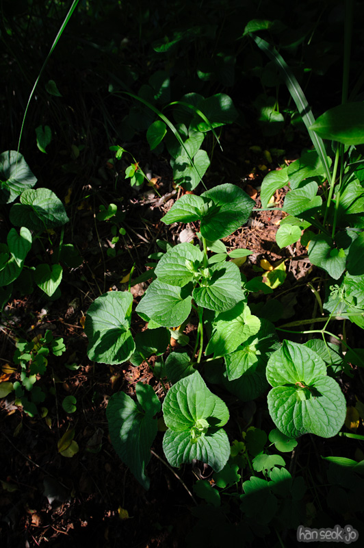 HSJ_0115.jpg